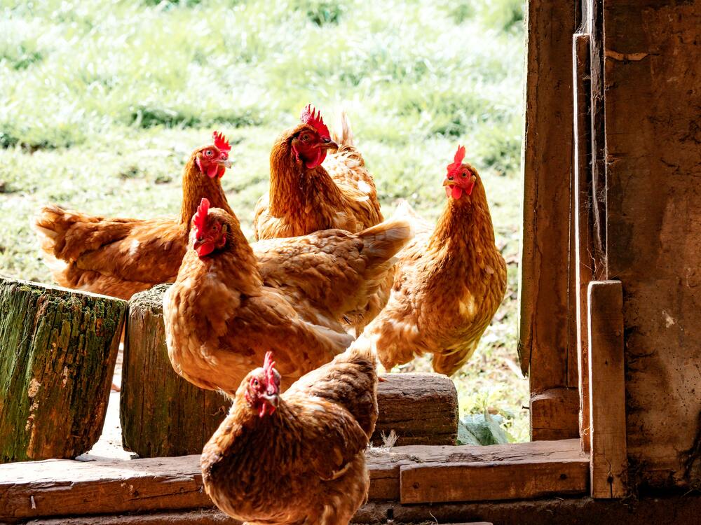 Ide Bisnis Ayam Petelur: Tips Sukses, Estimasi Modal Serta Keuntungan