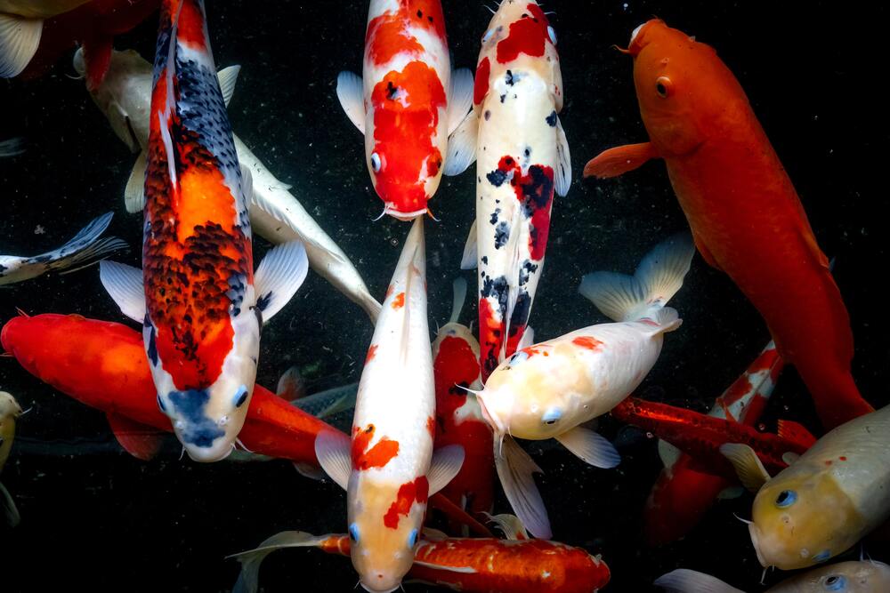 Ornamental Fish Business: Types of Fish to Tips for Starting Business