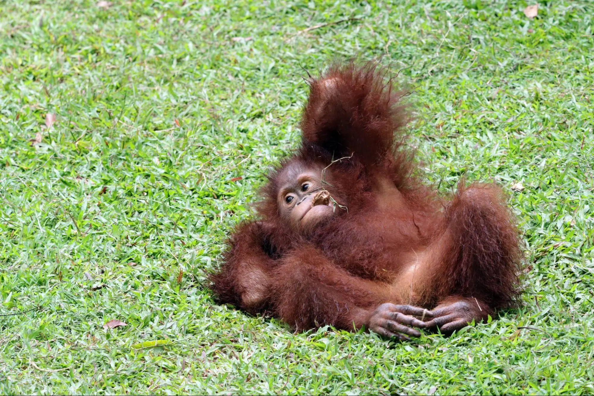 Fakta Tentang Orang Utan, Jadi Pelindung Hidup Spesies Lain 
