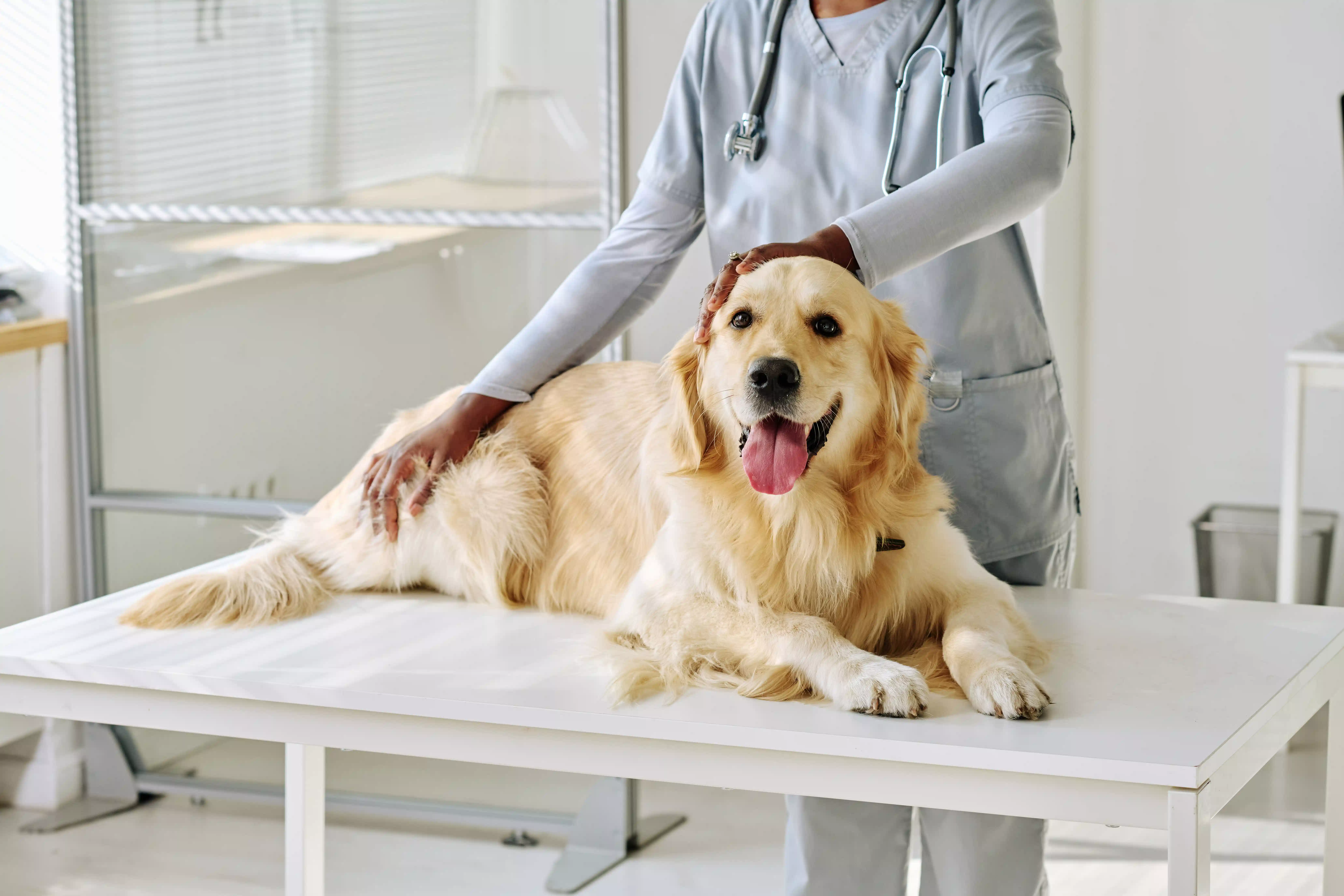 Mengenal Jenis Anjing dan Cara Perawatannya