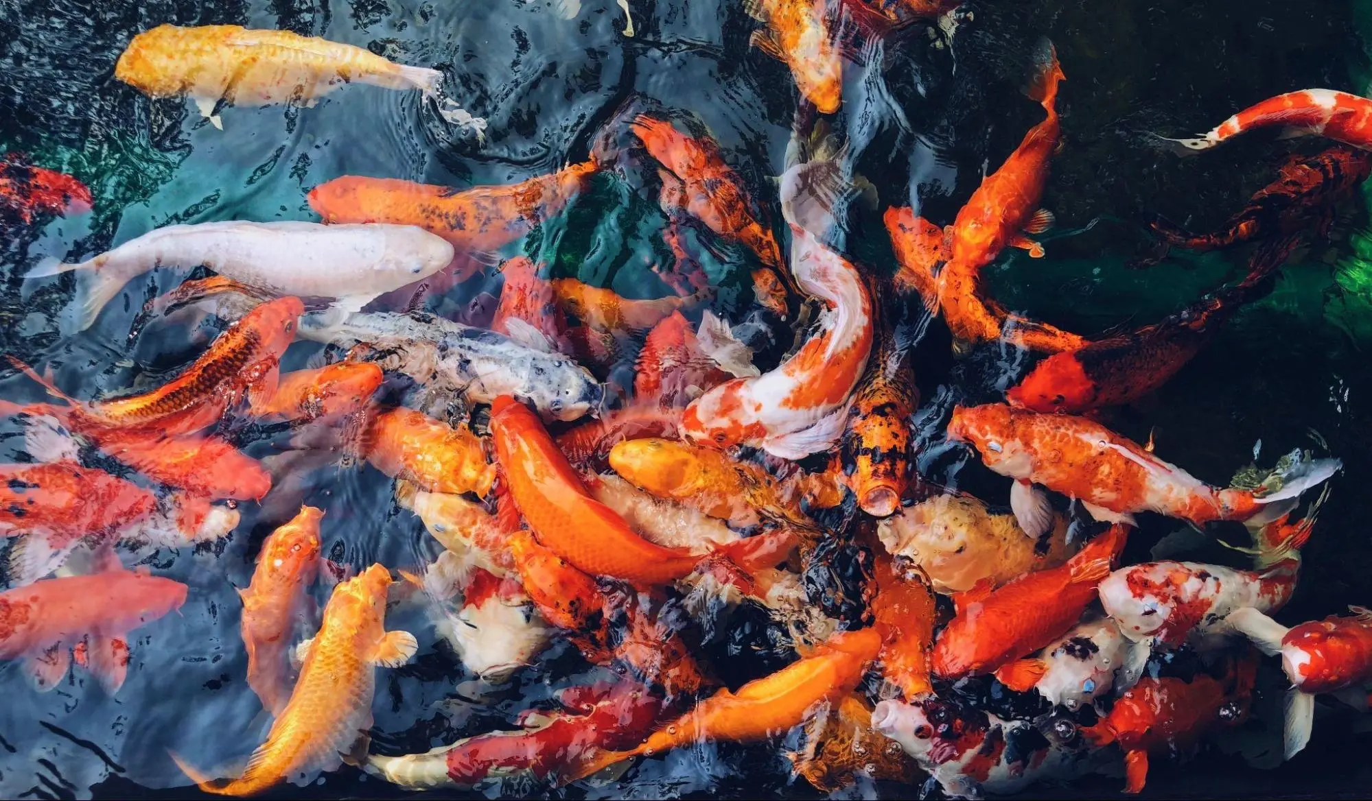 Kenapa Ikan Koi Sering Dianggap Investasi?